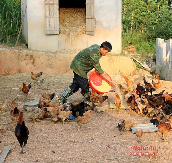 Phát triển trang trại tổng hợp, kỹ sư 9X có thu nhập trên 300 triệu đồng/năm trên chính quê hương mình.