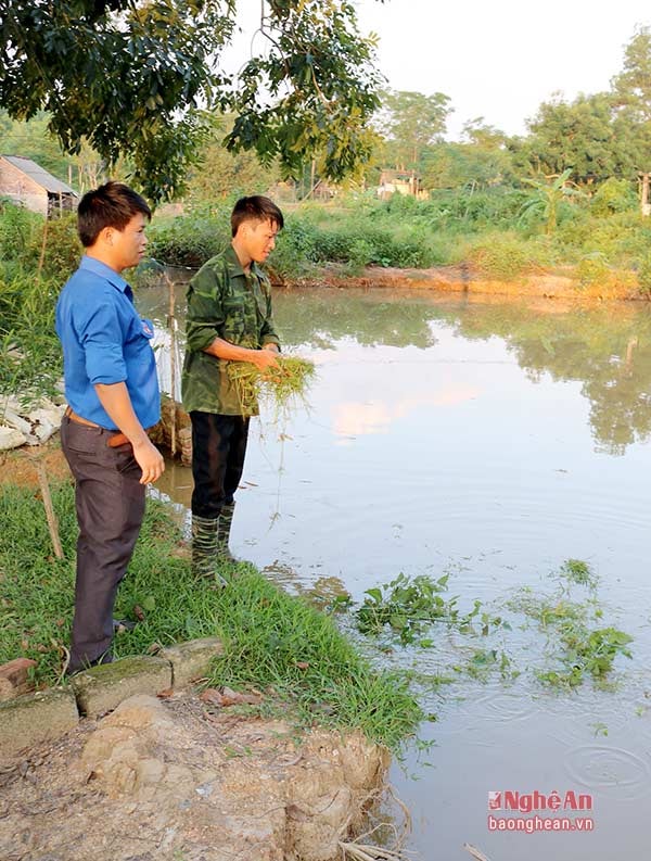 Phát triển trang trại tổng hợp, kỹ sư 9X có thu nhập trên 300 triệu đồng/năm trên chính quê hương mình.