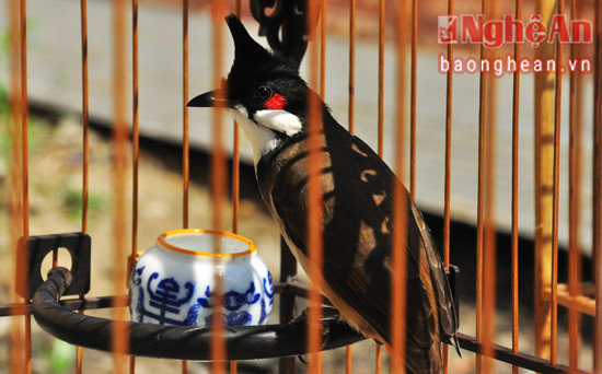 Chú chim mang SBD 59, đoạt giải Nhất Hội thi Tiếng hót chim chào mào 2016 tại TX Cửa Lò của anh Lam Nguyễn (CLB Đô Lương)
