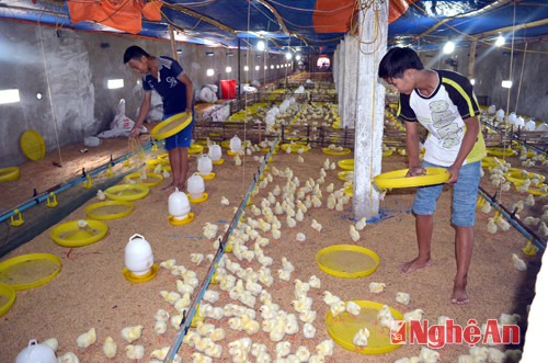 Trang trại gà của anh Nguyễn Văn Hòa - xóm Vận Tải, xã Nghi Hoa được nuôi trên đêm lót sinh thái bảo đảm vệ sinh môi trường. Ảnh tư liệu Báo Nghệ An