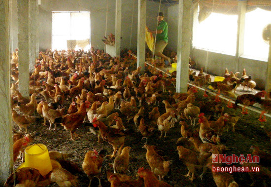 Trang trại gà của anh Nguyễn Trọng Phúc ở xóm Kho Vòm tuy quy mô đến 5.000 con /lứa nhưng môi trường vẫn luôn được đảm bảo.