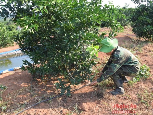 Áp dụng công nghệ tưới nhỏ giọt ứng phó với biến đổi khí hậu trong sản xuất, ảnh tư liệu minh họa