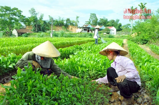 Nhiều hộ ươm giống cây trên địa bàn Tân Kỳ đáp ứng nhu cầu của người dân trong trồng mới rừng.