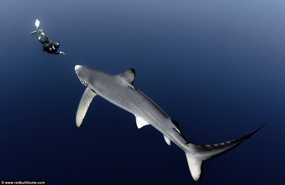 Alexandre Voyer ghi lại khoảnh khắc Marianne Aventurier đối mặt với một con cá mập khổng lồ ở đảo Azores, Bồ Đào Nha.