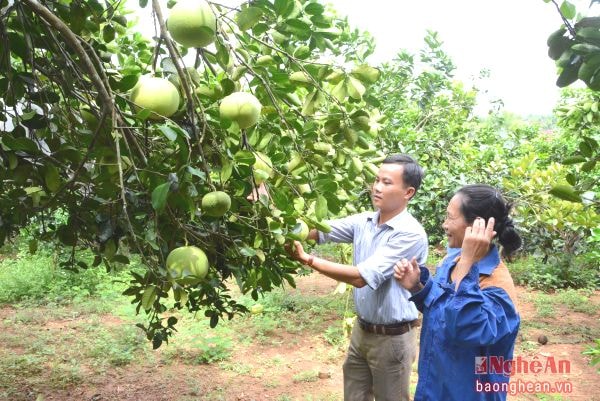 Vườn bưởi của bác Nguyễn Thị Loan, khối Trung Nghĩa, phường Quang Tiến (TX. Thái Hòa)cho hiệu quả cao.