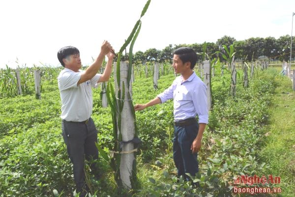 Xã Thanh Liên(Thanh Chương) sau chuyển đổi đã manh dạn đưa giống thanh long ruột đỏ vào trồng thử nghiệm trên vùng đất bãi