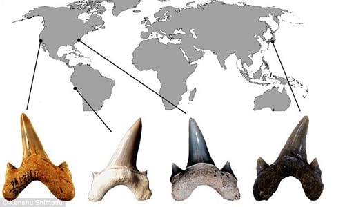 Hóa thạch răng của Megalolamna paradoxodon được tìm thấy ở nhiều nơi trên thế giới. Ảnh: Kenshu Shimada.