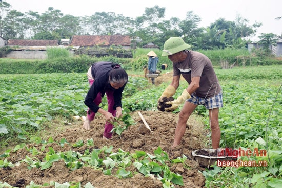 Bà con nông dân xã Thanh Văn, huyện Thanh Chương tranh thủ trời khô ráo, trồng khoai lang siêu củ trên đất màu.