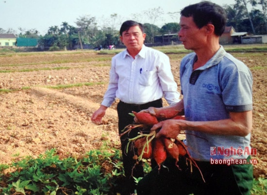 Khoai lang siêu củ, vụ đông năm ngoái trồng trên đất Thanh Văn năng suất đạt trên 20 tấn củ/ha.