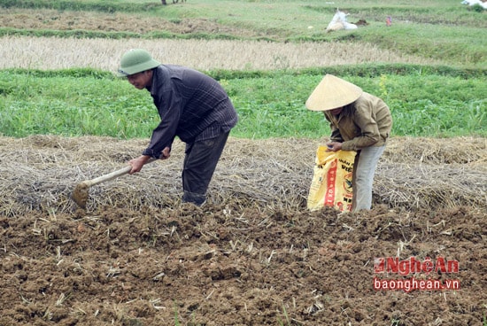 Ngoài ra, vụ đông này xã Thanh Văn còn mở rộng diện tích hành tăm, đậu cô ve trong vụ đông này 