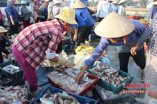 Phong trào thi đua phát triển kinh tế đã góp phần nâng cao năng lực đánh bắt hải sản ở thị xã Hoàng Mai