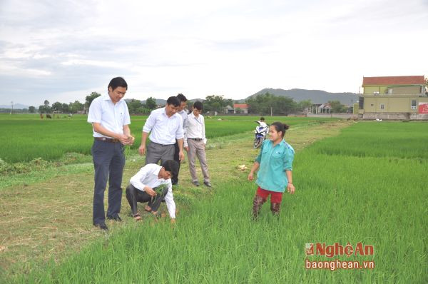 Trao đổi với bà con nông dân về quy trình đưa giống lúa mới vào sản xuất tại Yên Thành.Ảnh: H.N