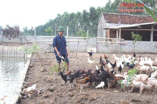 Nông dân Diễn Tân (Diễn Châu) phát triển gia trại nhờ nguồn vốn vay HTX Phú Hậu, ảnh minh họa
