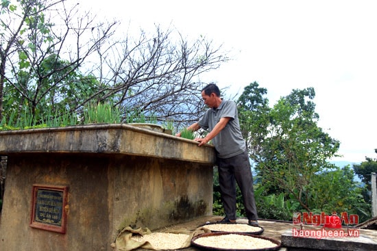 Việc trồng như vậy vừa dễ chăm sóc vừa tránh được sự phá hoại của gà vịt.