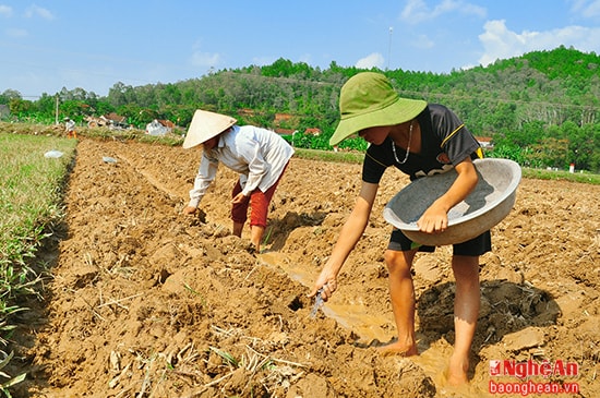 Nông dân một số xã như: Vân Diên, Nam Tân …  làm đất đến đâu, gieo trồng đến đó.