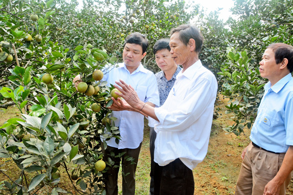 Cam là một trong những giống cây chủ lực trong phát triển kinh tế ở Con Cuông. Ảnh tư liệu Báo Nghệ An.