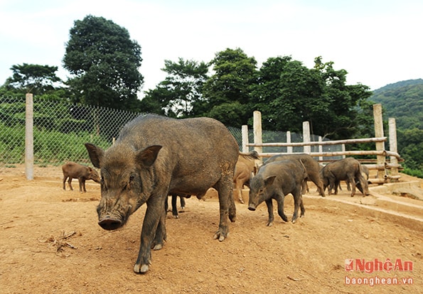 Hay ngắm những chú lợn rừng chăn thả ngay trên những quả đồi xung quanh trang trại.