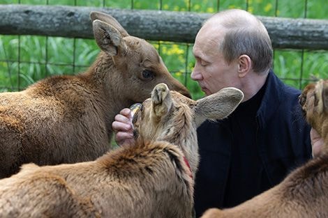 Putin rất yêu động vật. Ông sở hữu một sở thú riêng,  gồm những con vật ông được tặng. Thỉnh thoảng, ông mang theo thú cưng của mình đến các cuộc họp.