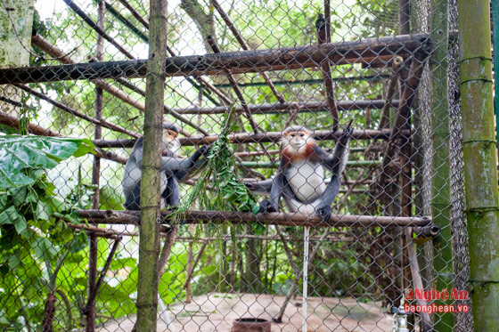 Trong đó có 6 loài linh trưởng được chăm sóc tại đây mà không nơi nào trên thế giới nuôi nhốt với mục đích bảo tồn như: Voọc mông trắng; Voọc Hà Tĩnh; Voọc chà vá chân xám; Voọc đen tuyền; Voọc Cát Bà; Voọc Lào.