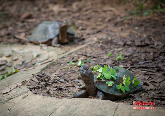 Không chỉ các loài thú ăn thịt nhỏ, tê tê, linh trưởng mà loài rùa cũng có Chương trình bảo tồn và khu vực chăm sóc riêng.
