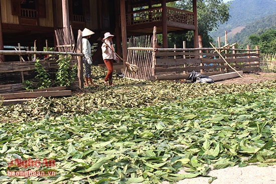 sân phơi