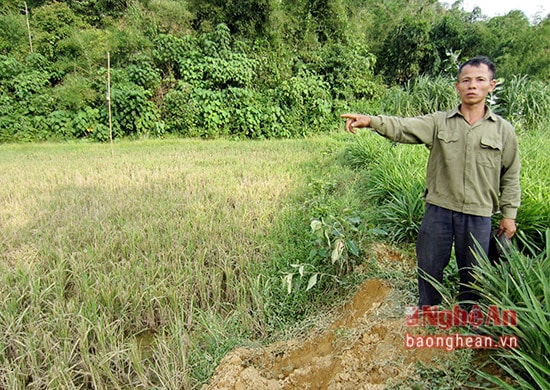 Đường đi của đàn voi rừng trong vườn gia đình ông Nguyễn Công Dân