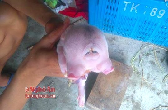 Đây là lần đầu tiên ở huyện miền núi Anh Sơn ghi nhận lợn 2 đầu