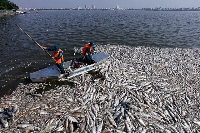 Hàng trăm tấn cá chết nổi trắng Hồ Tây.