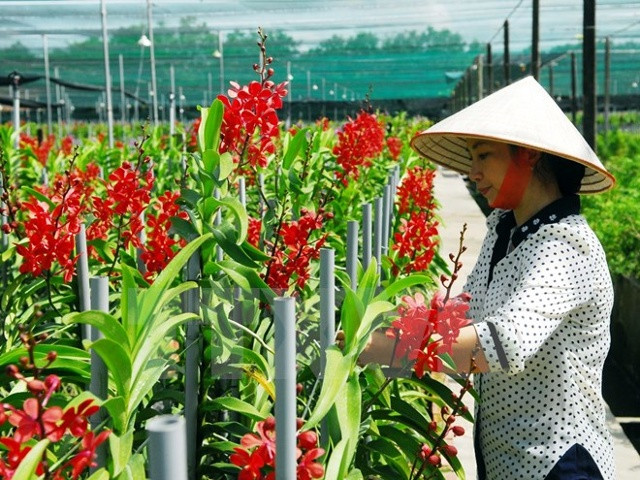 Gương nông dân sản xuất kinh doanh giỏi trồng lan Mokara cho doanh thu cao ở thành phố Hồ Chí Minh. (Ảnh: Mạnh Linh/TTXVN)