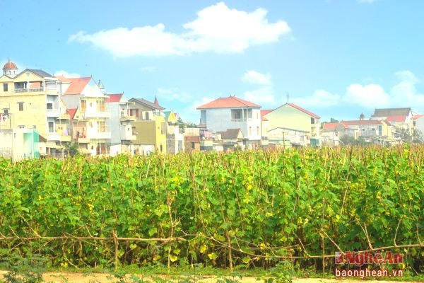 Diện mạo nông thôn mới ở Nghĩa Thuận.