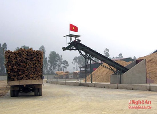Chế biến nguyên liệu gỗ dăm phục vụ xuất khẩu của Công ty Thanh Thành Đạt tại Thị xã Hoàng Mai. Ảnh tư liệu