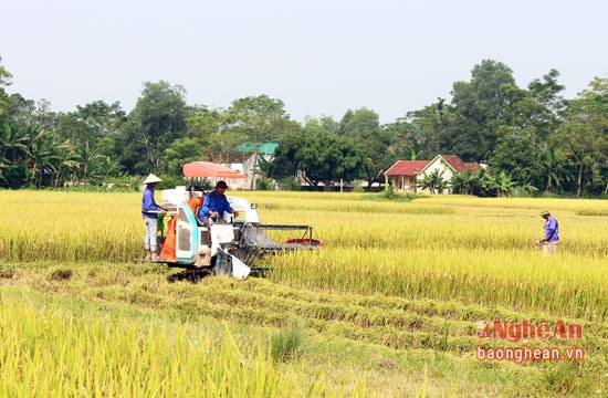 Nông dân xã Nghĩa Hội - Nghĩa Đàn khẩn trương thu hoạch lúa mùa và triển khai vụ đông. Ảnh Thái Trường