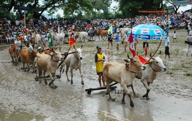Lễ hội đua bò vùng Bảy Núi (An Giang).