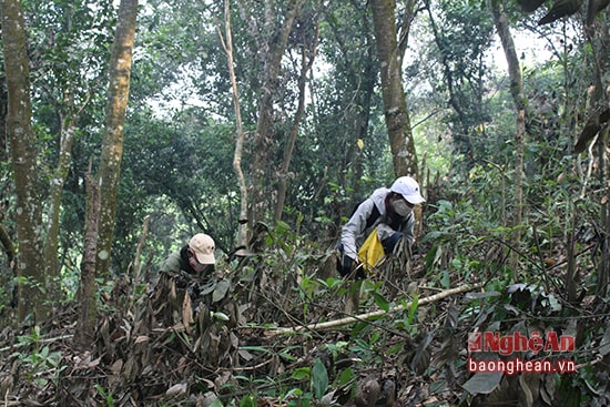 Đây không phải là công việc nhàn hạ mà phải dậy lúc sáng sớm nhặt cho tới khi xế chiều.