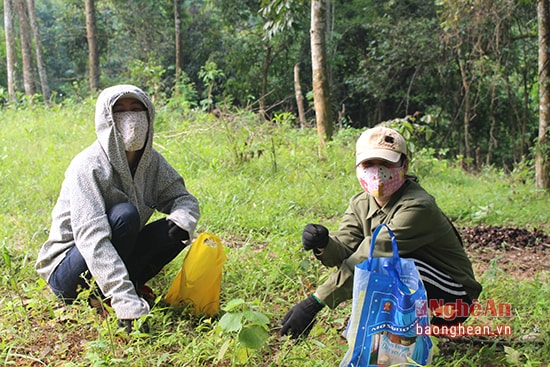 4.Để tránh lũ muỗi, mỗi người phải tự trang bị cho mình trang phục thật kín đáo. Người cận thận đến mấy cũng bị gai đâm vào tay một đến hai lần do đó găng tay là biện pháp phòng ngừa hữu hiệu nhất.