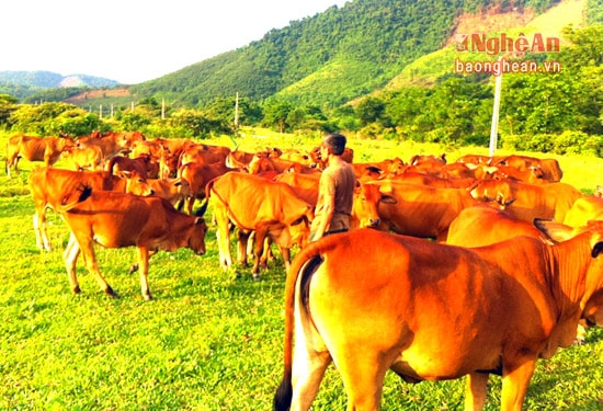 Giống bò vàng địa phương có tầm vóc nhỏ, được nuôi phổ biến ở nông hộ.