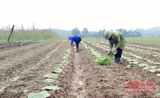 Bà con nông dân huyện Anh Sơn tích cực khép kín diện tích vụ đông với những cây cho giá trị kinh tế cao.