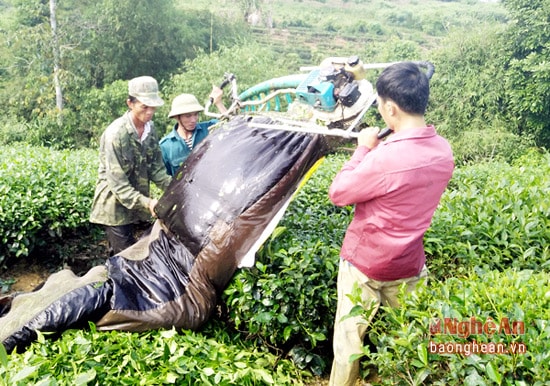 : Không chỉ phát triển kinh tế gia đình, ông Phi còn tạo việc làm thời vụ cho 5 lao động trong và ngoài thôn với mức thu nhập 200 nghìn đồng/ngày.