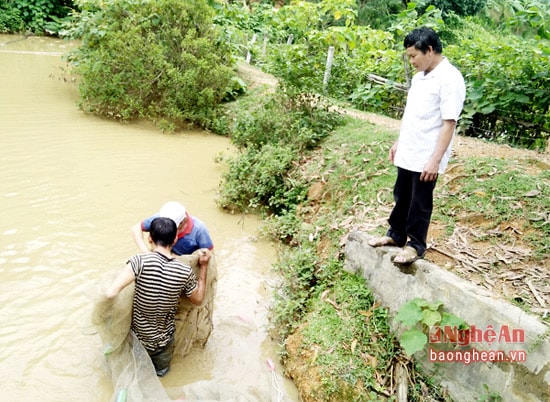 Để tăng thêm thu nhập cho gia đình, ông Phi còn đào 3 sào ao thả cả.