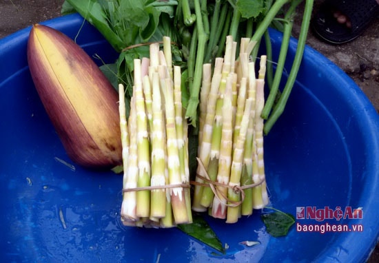 Măng đắng là món ăn ưa chuộng của người dân các vùng miền. Vì vậy, ngày càng có nhiều hộ trên địa bàn biên giới Quế Phong nhận khoanh nuôi, bảo vệ rừng tre tự nhiên lấy măng.