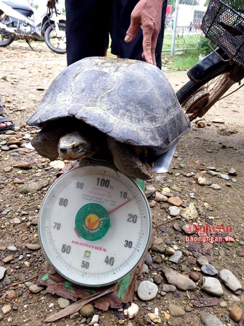 Rùa có trọng lượng 13,5 kg