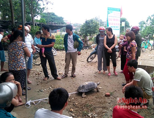 Rất đông người dân địa phương và khách hiếu kỳ đã đến xem “cụ” rùa lạ