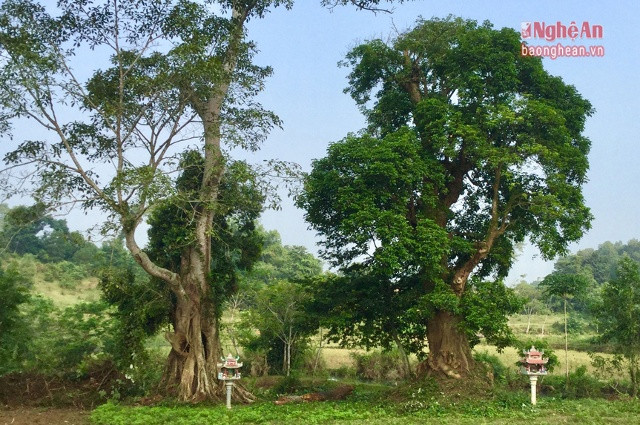 Hàng cây cổ thụ nơi dấu tích ngôi chùa cũ vẫn sừng sững theo thời gian