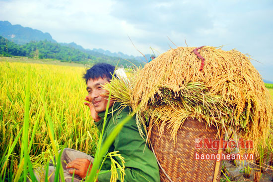 Thu hoạch mùa trên cánh đồng xã Lục Dạ