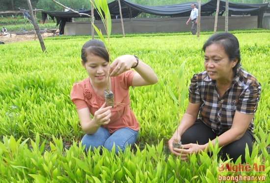 Công ty TNHH Một thành viên Lâm nghiệp Đô Lương trồng keo