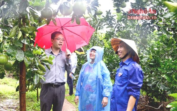 Tìm hiểu mô hình trồng bưởi Diễn của anh Hồ Sỹ Phượng ở xã Thanh Liên (Thanh Chương).