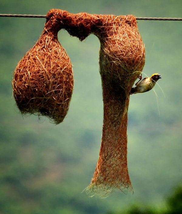 thường xây tổ treo ở những cành cây đầy gai hoặc treo lơ lửng trên mặt nước