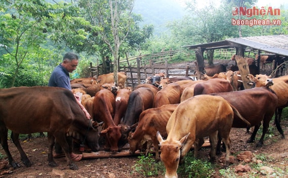 Ông Cụt Bún Ma năm nay đã 63 tuổi nhưng ngày qua ngày ông vẫn miệt mài làm việc từ khi mặt trời mới nhú khỏi con khe Nọong cho tới khi lặn khỏi chân núi Pu Thoong. Mỗi sáng, công việc đầu tiên của ông là tìm cái ăn cho hơn 40 con bò Mông của gia đình, đây là tài sản lớn nhất của trang trại bởi mỗi chú bò giờ đã cầm chắc cái giá hơn 25 triệu đồng trong tay.