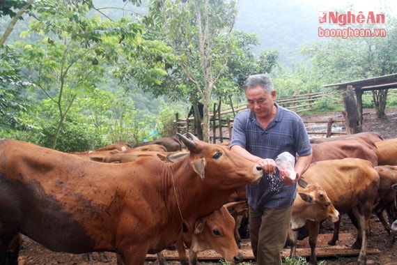 Ông kể, hồi 2004, lúc đó là thời điểm ông cùng vợ quyết tâm khai hoang để làm trang trại thì trong tay chỉ có gia tài là 4 con bò, đó là thành quả từ số tiền chắt góp giành dụm sau bao chuyến đi rừng. Sau 12 chăm sóc tận tình và nhân giống, đàn bò của gia đình được tăng lên tổng đàn như ngày hôm nay. Từng đó thời gian ăn cùng ngủ cùng với chúng, ông cũng dần trở thành “bác sỹ thú y” của gia đình khi có thể tự mình tiêm phòng và trị bệnh cho loài vật nuôi này.