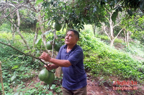 Không chỉ phát triển trang trại ông còn nhận khoanh nuôi và bảo vệ gần 9 ha rừng. Nhờ bám đất, bám rừng mà gia đình không còn duy trì hủ tục đốt rừng làm rẫy mà tập trung đầu tư, khai hoang để phát triển diện tích trang trại của mình. Đối với bà con bản Nọong Dẻ nói riêng và Nậm Cắn nói chung, ông chính là điểm tựa tinh thần để giúp họ tin vào sức lao động và ý chí có thể làm giàu trên chính mảnh đất của mình.